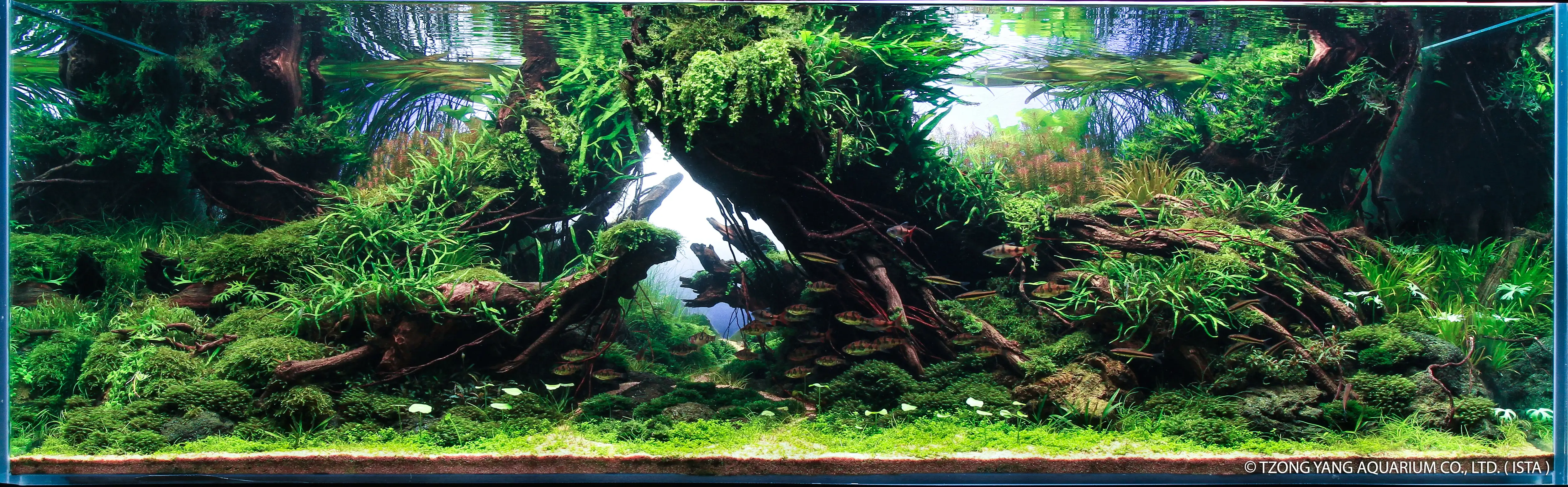 Dream - IIAC 2019 #4 - Josh Sim / Malaysia