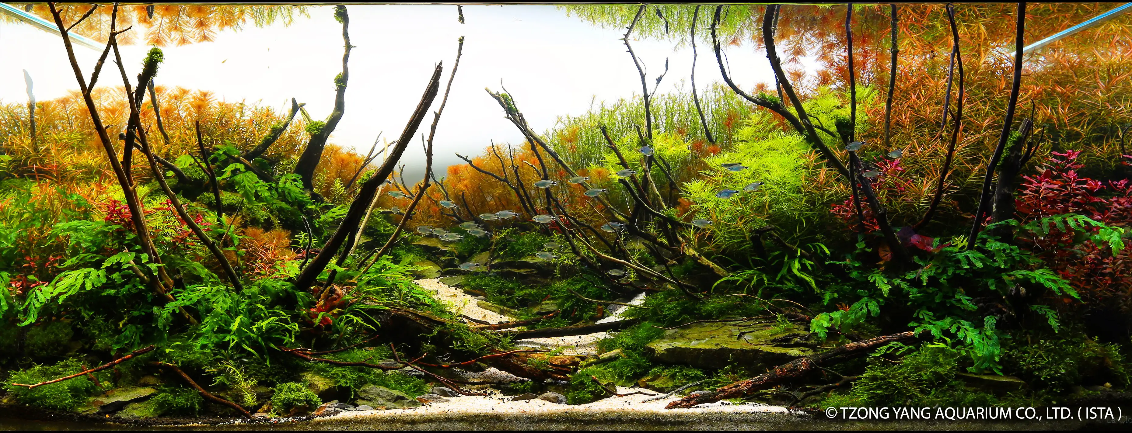 Autumn Forest - IIAC 2019 #5 - Kevin Liu / Taiwan