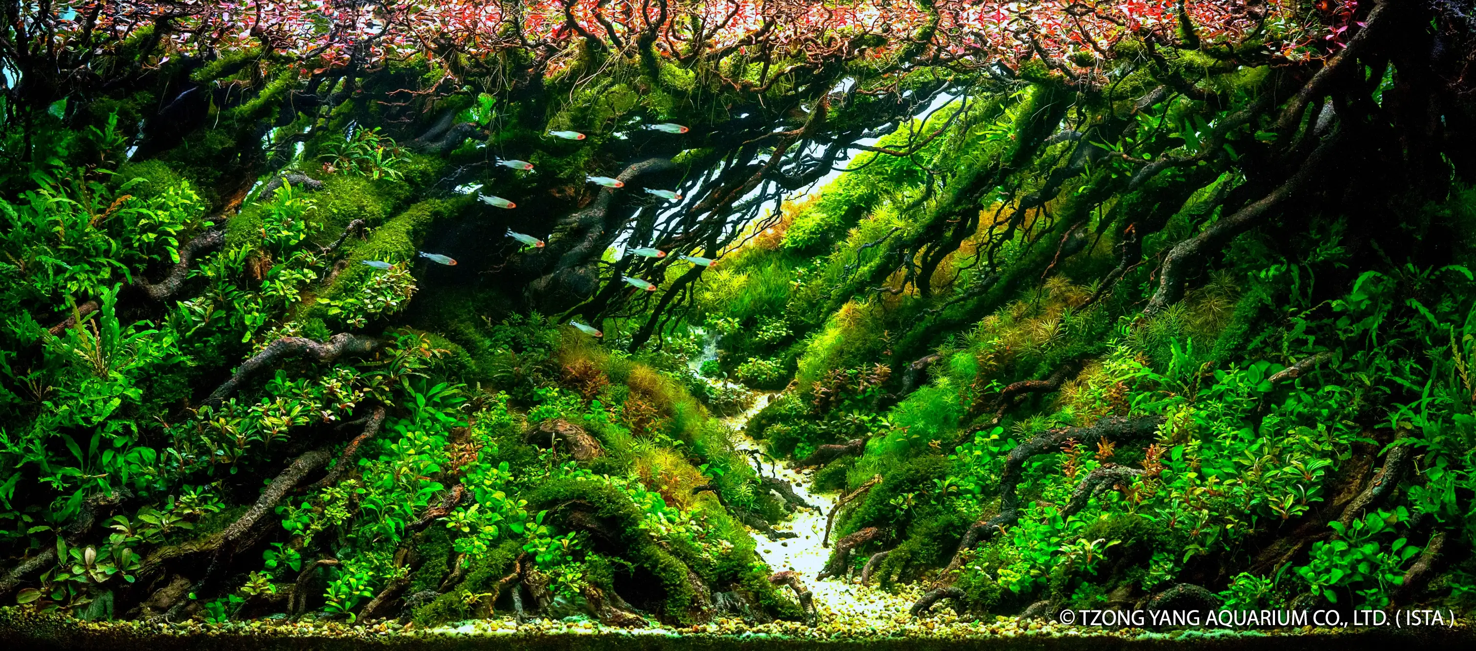 Rasio Wild 3 - IIAC 2019 #6 - Herry Rasio / Indonesia