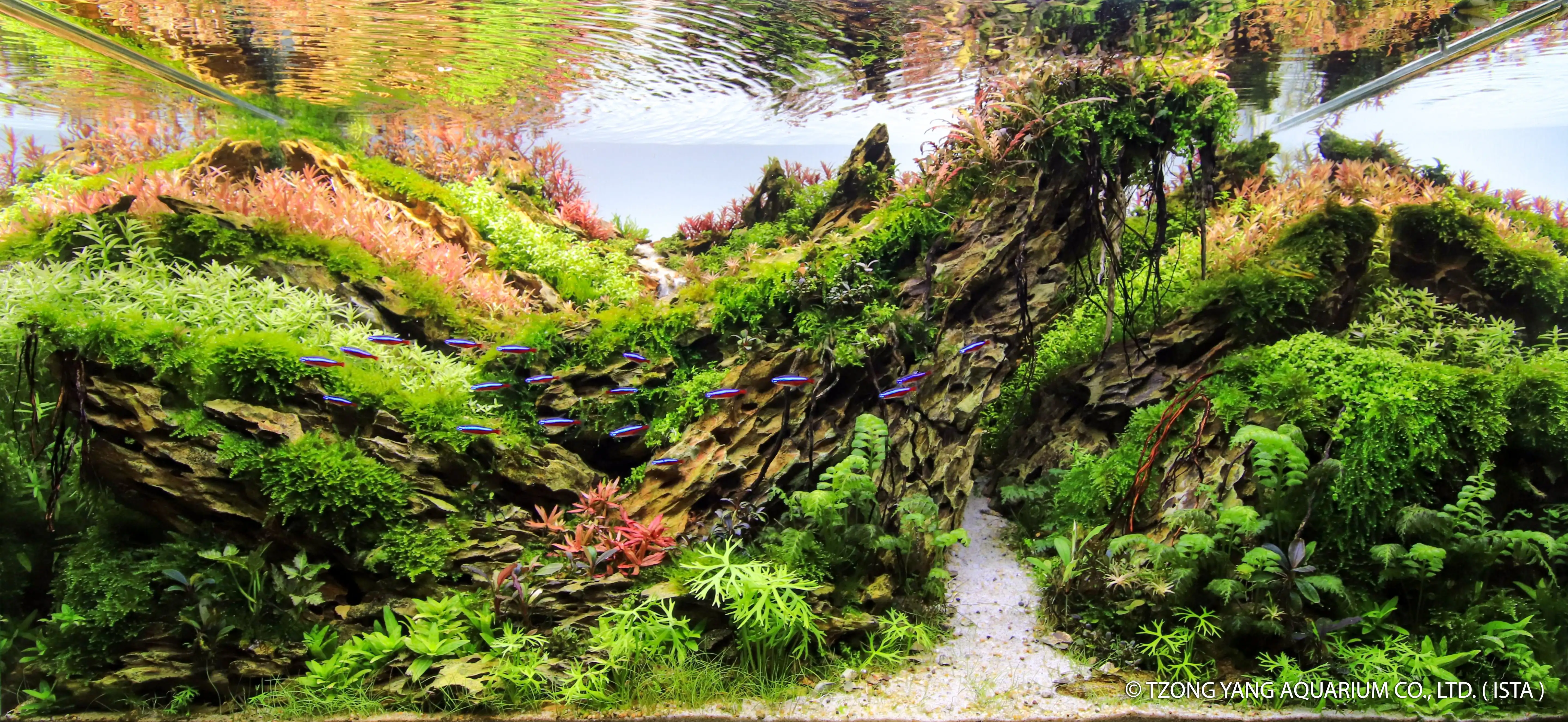 Twists and Turns - IIAC 2019 #17 - Hugo Liao / Taiwan