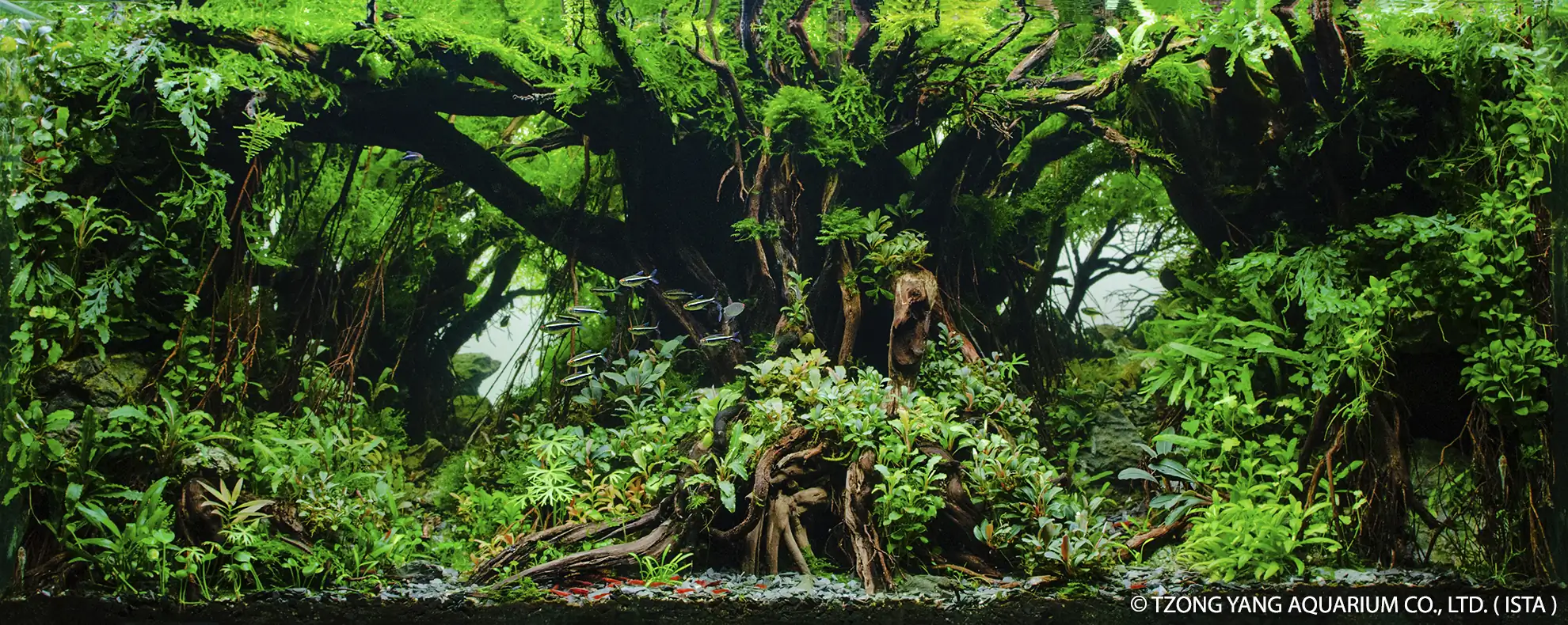 Grove of Old Trees - IIAC 2019 #18 - Selcuk Durmaz / Turkey