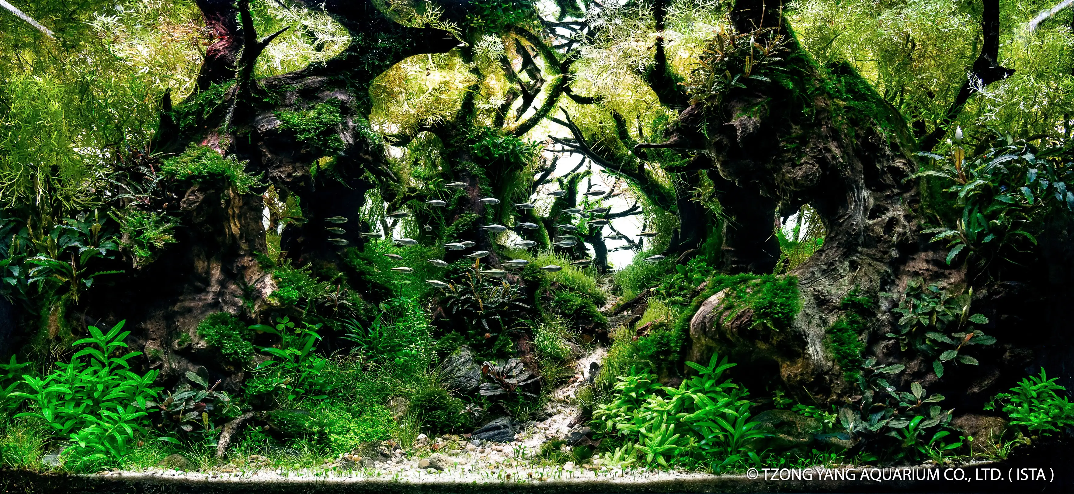 The Tamarindos Forest - IIAC 2019 #19 - Ismael / Spain