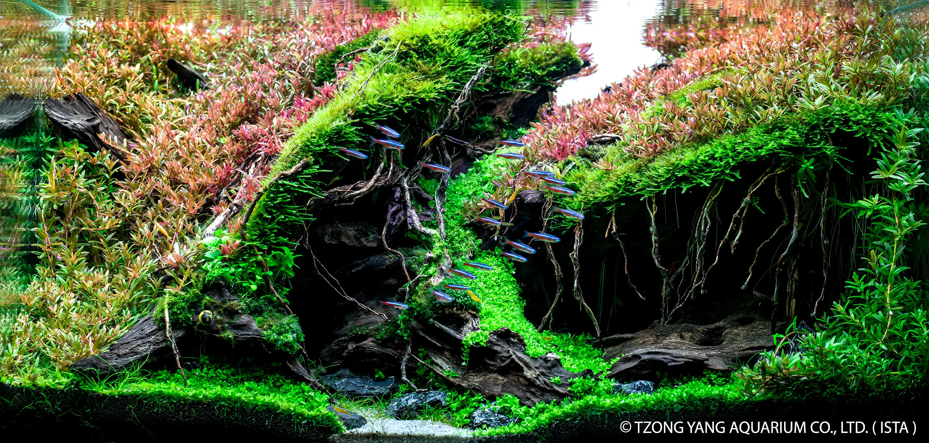 Deciduous Leaves - IIAC 2019 #20 - Chonlatee Jaturonrusmee / Thailand