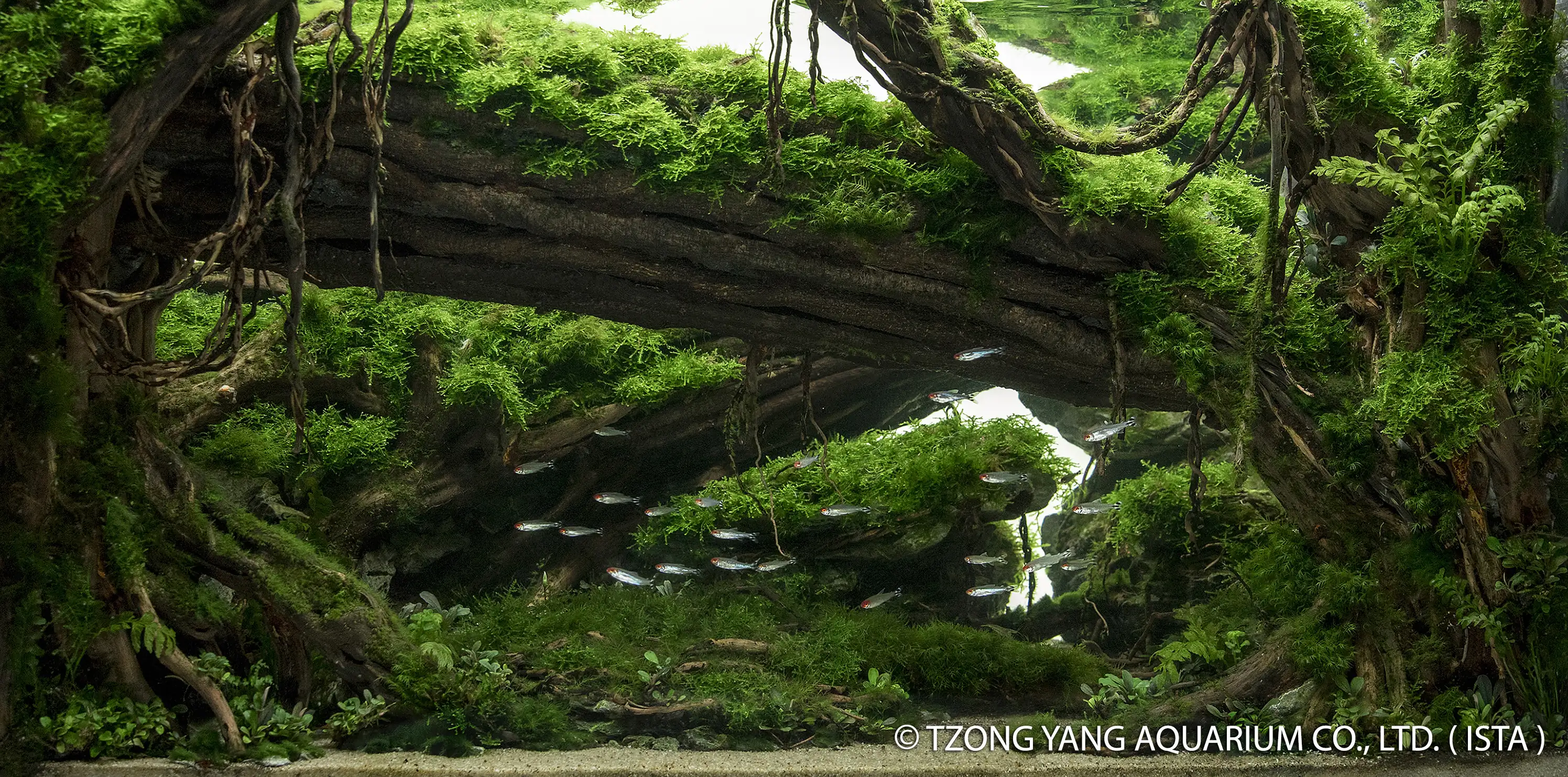 Spirited Away - IIAC 2019 #32 - Chen Qinqun / China