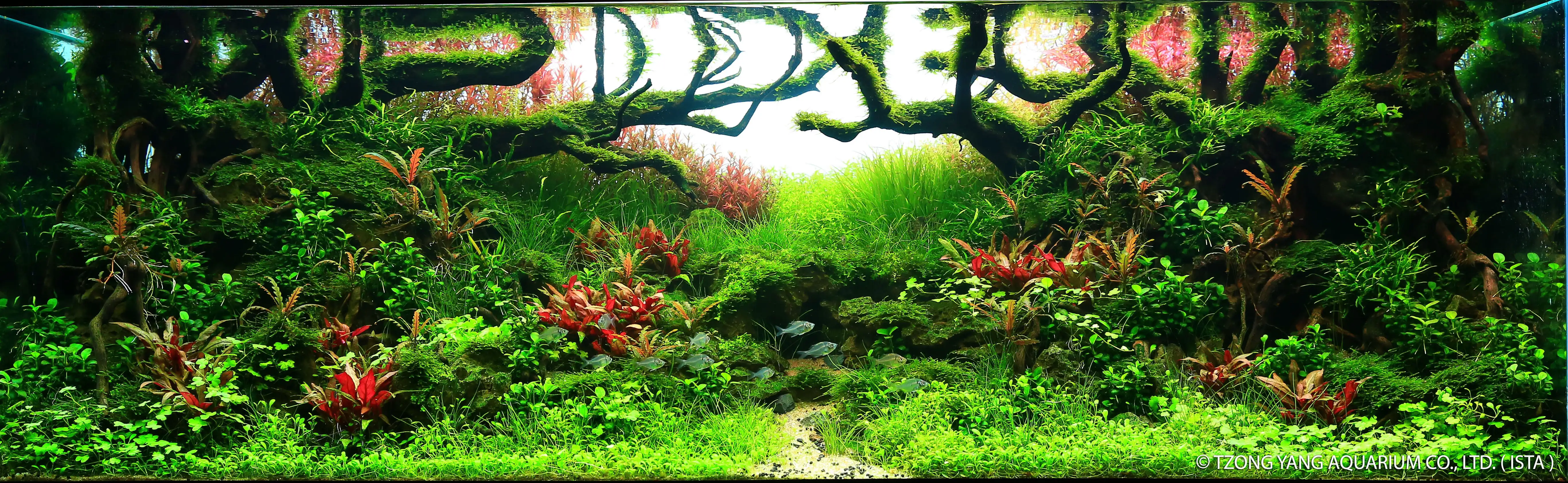 Color Of Life - IIAC 2019 #39 - Luong Quoc Hung / VietNam