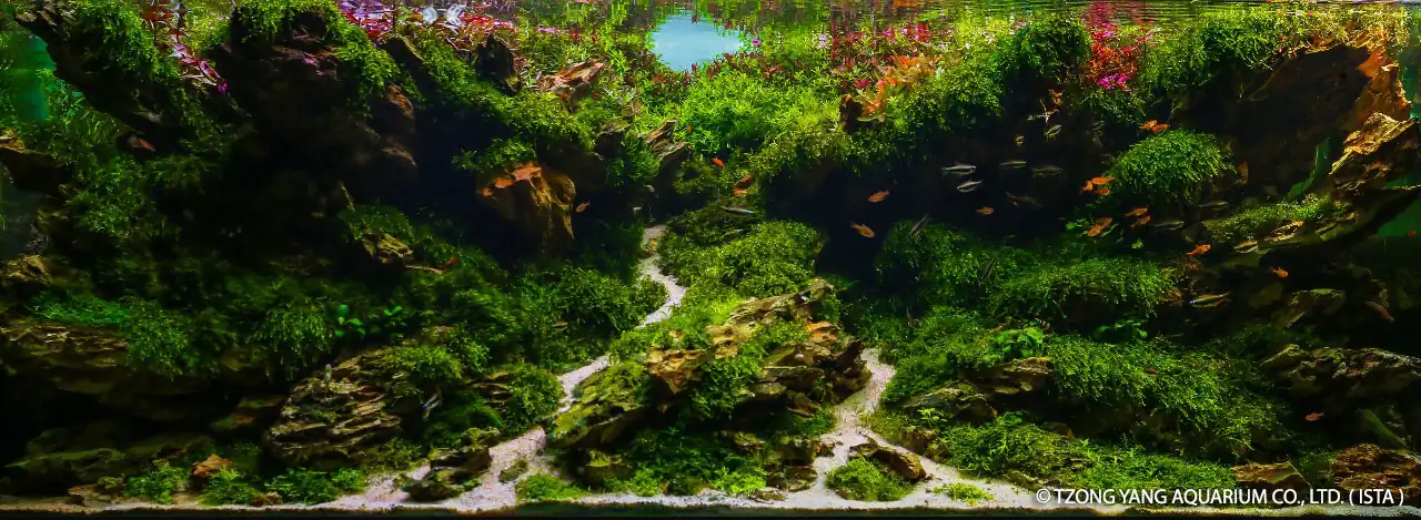 Outono Austral - IIAC 2019 #40 - Fernando Puente Saldana / Mexico