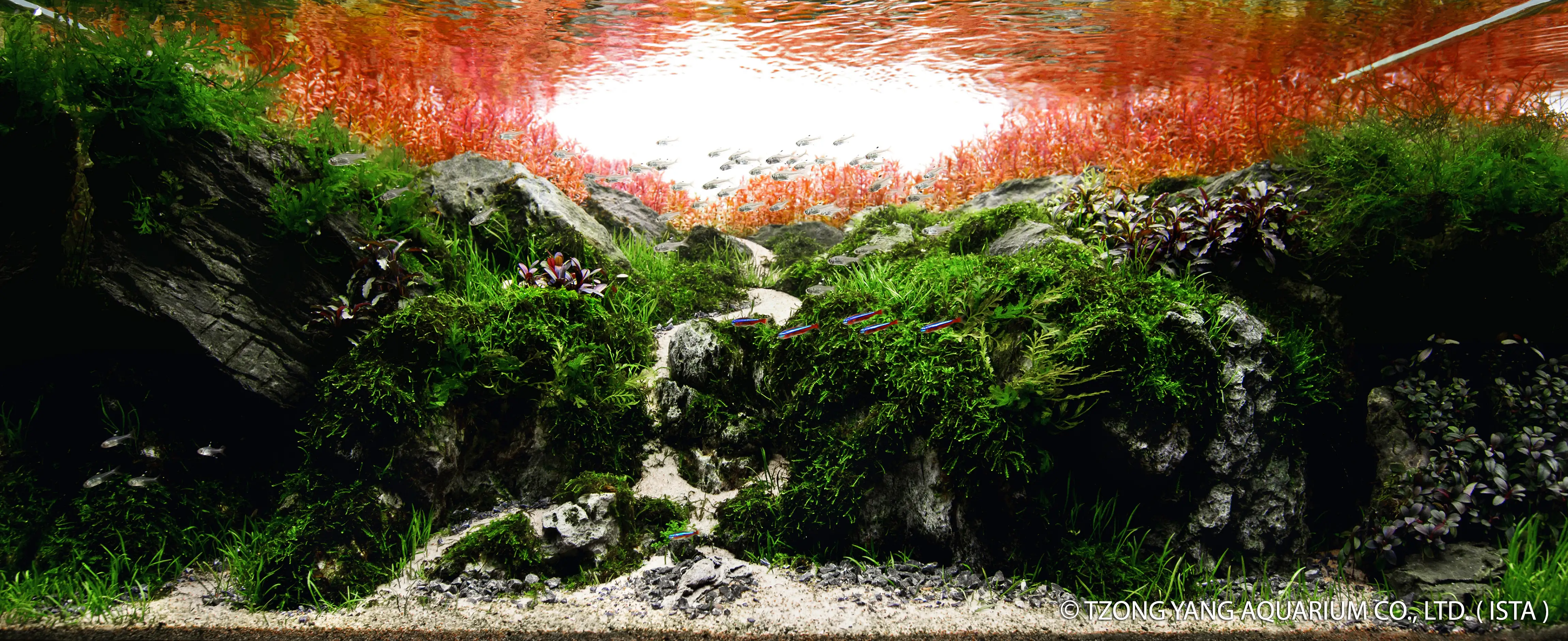 Wind, Forest, Fire, Mountain - IIAC 2019 #43 - Nguyen Van Lam / China