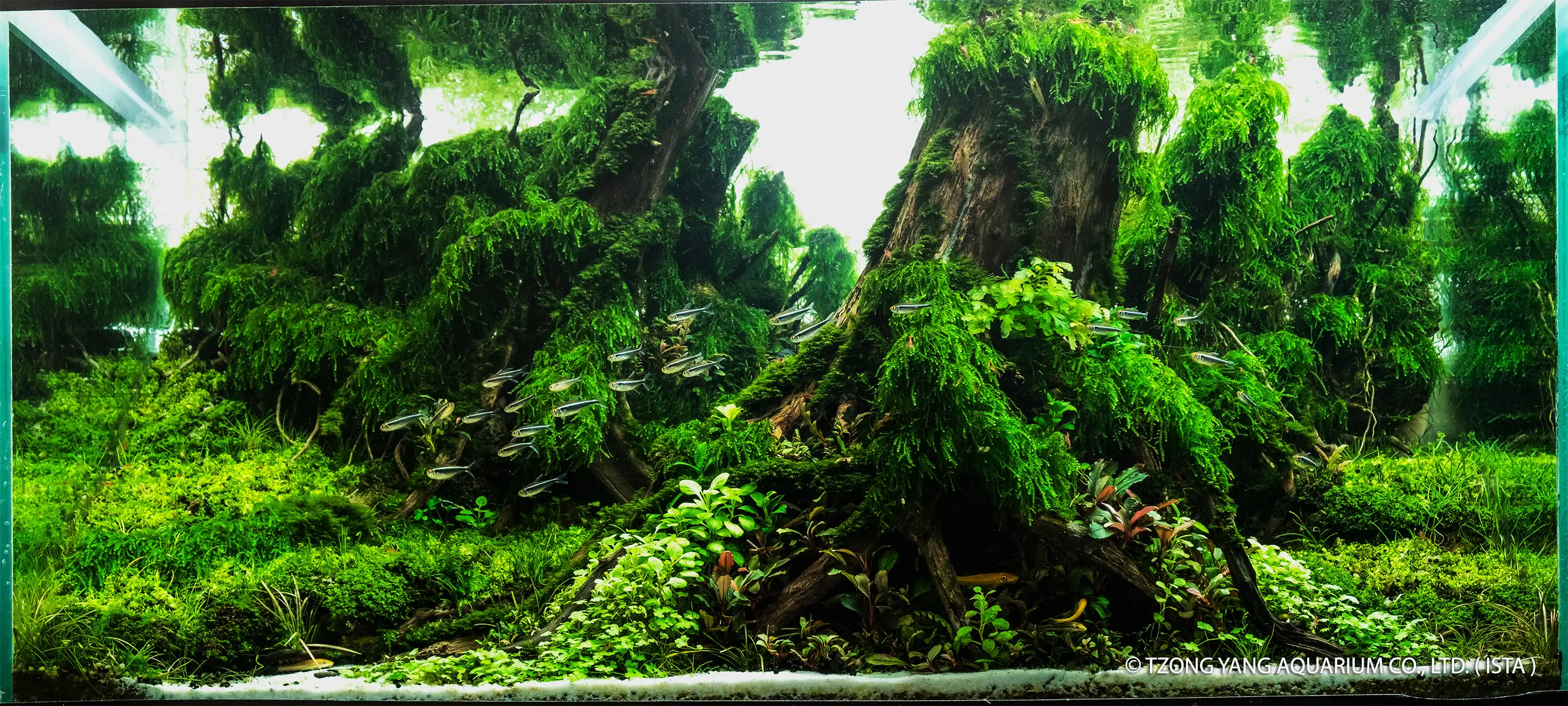 Panrita Lopi - IIAC 2019 #44 - Bachrum / Indonesia