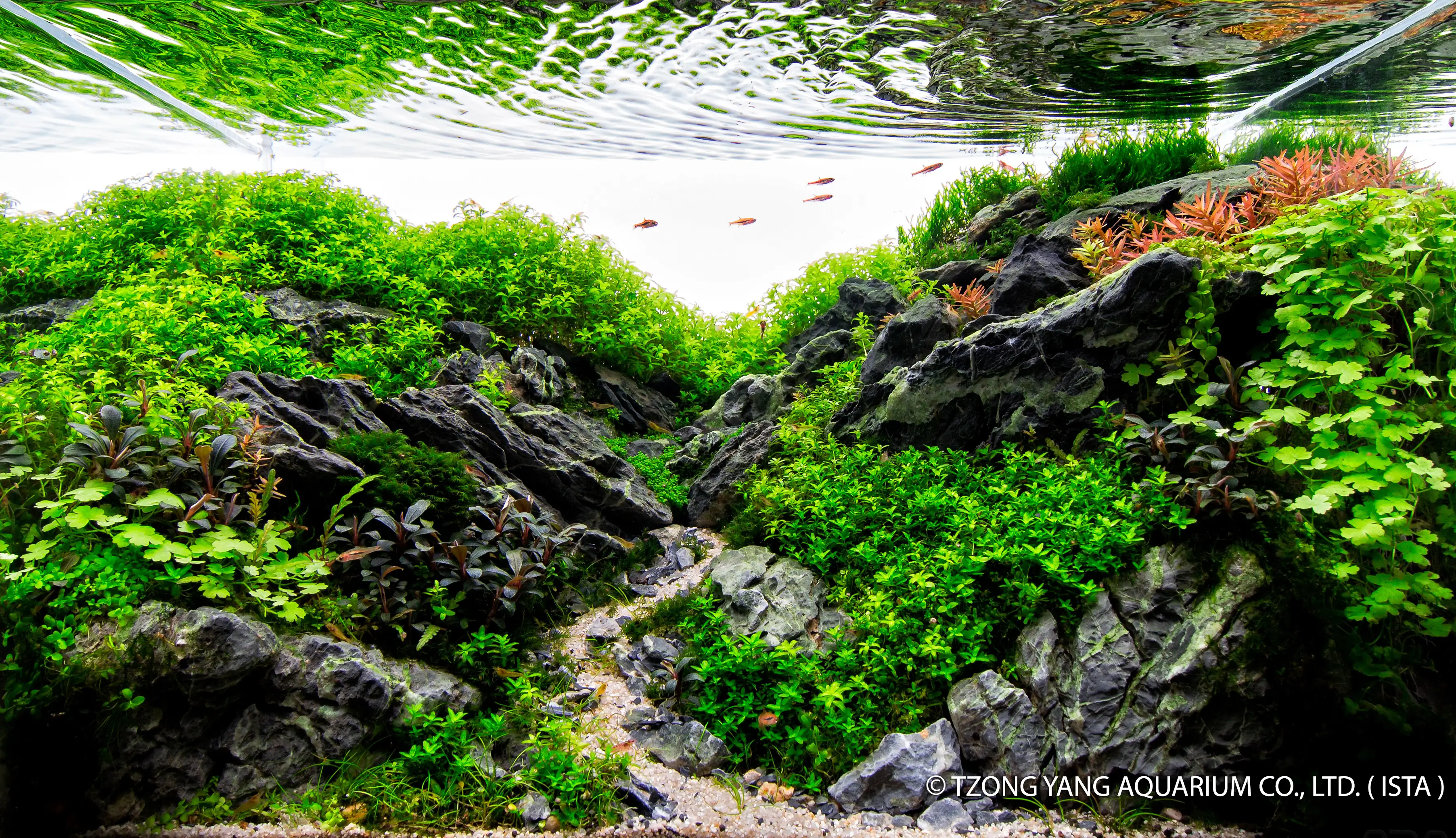 The Garden of Eden - IIAC 2019 #46 - Nigel Hoevenaar / Netherlands