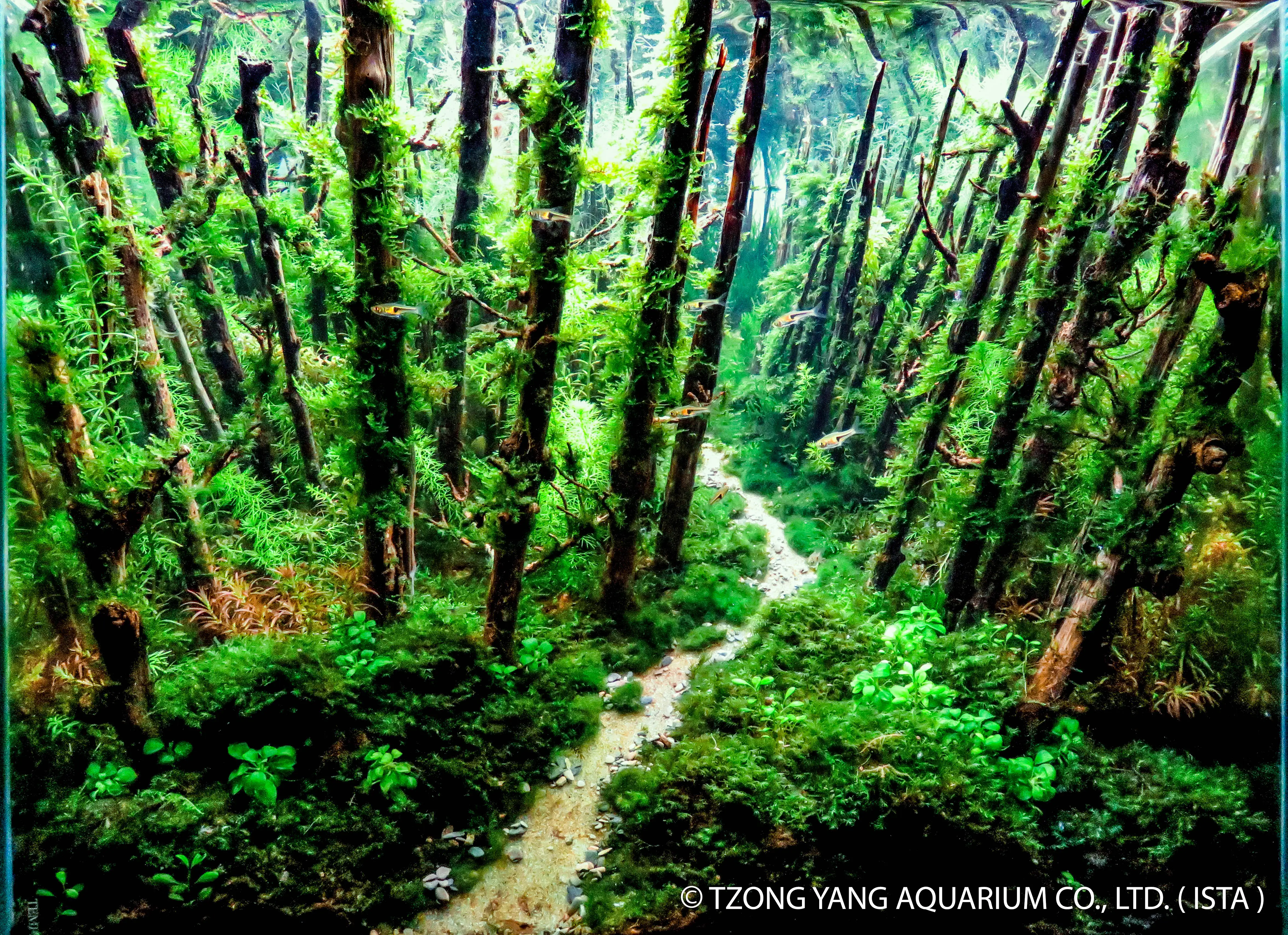 Overlook - IIAC 2019 #47 - Xiao / Taiwan