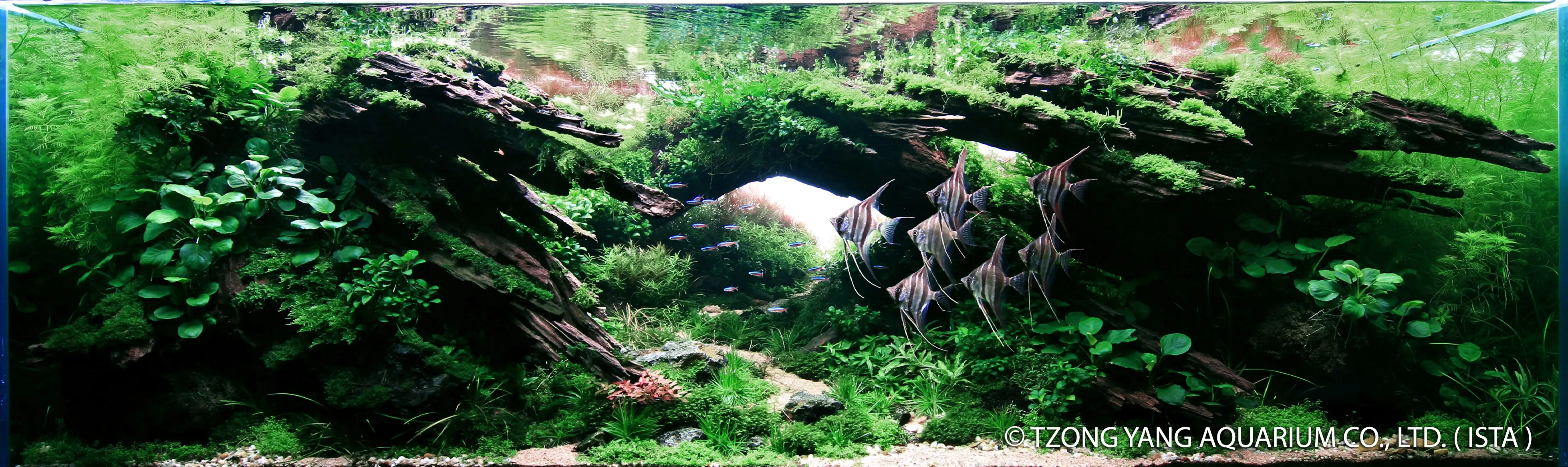 Fallowness - IIAC 2019 - Rank 1