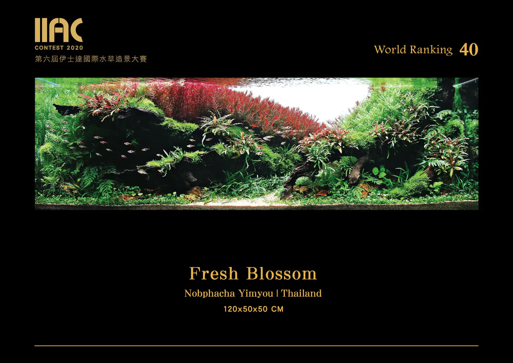 Fresh Blossom - IIAC 2020 #40 - Nobphacha Yimyou / Thailand