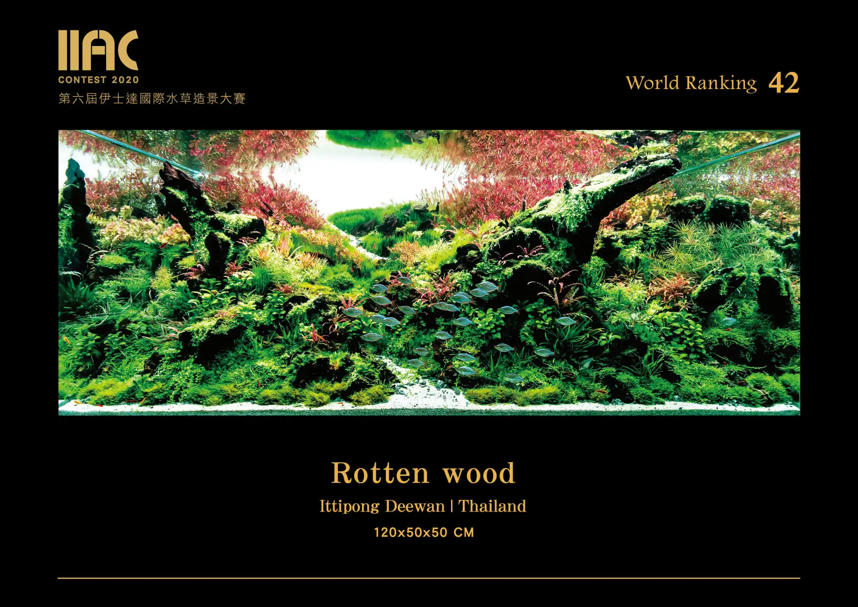 Rotten wood - IIAC 2020 #42 Ittipong Deewan / Thailand
