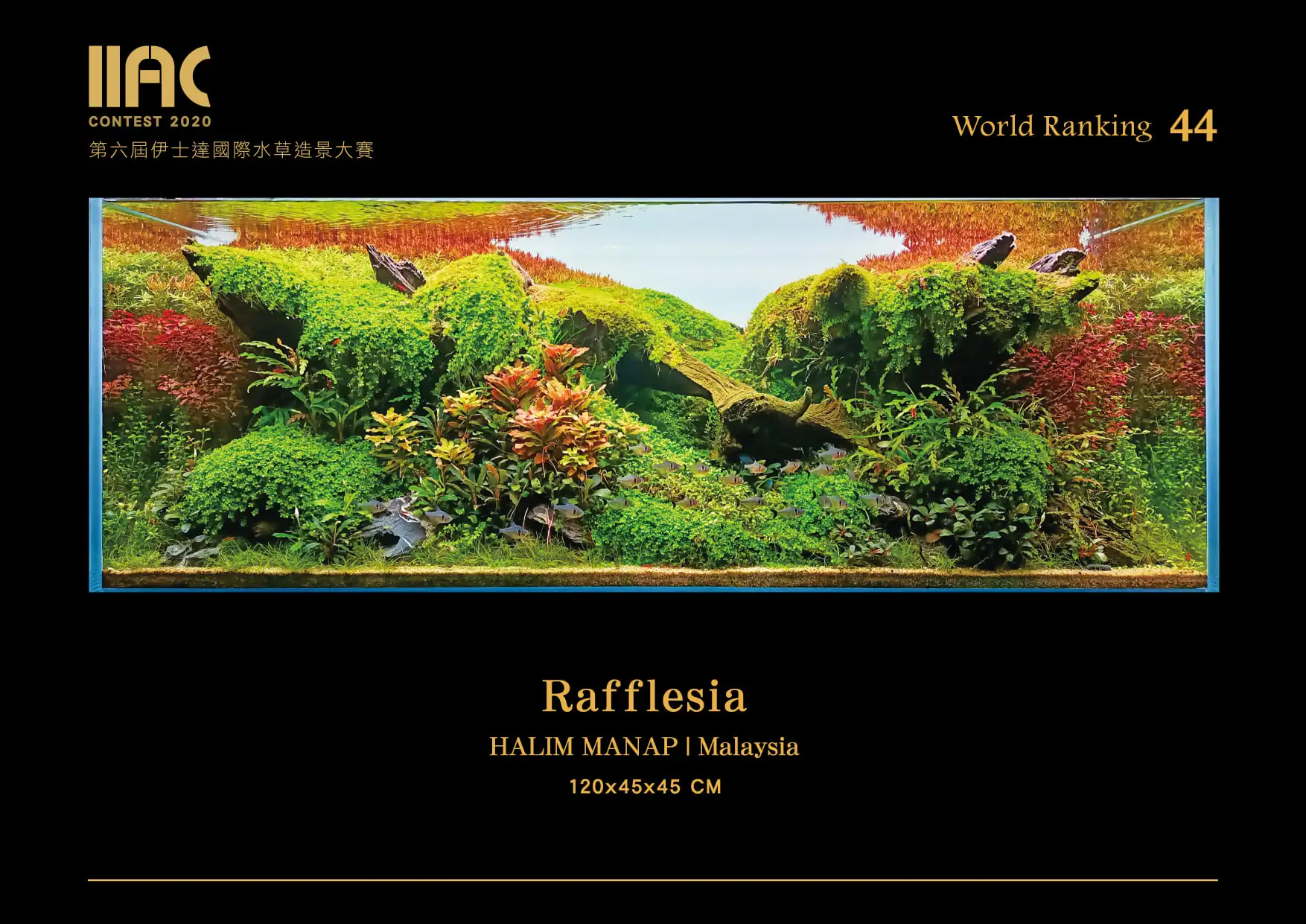 Rafflesia - IIAC 2020 #44 - Halim Manap / Malaysia
