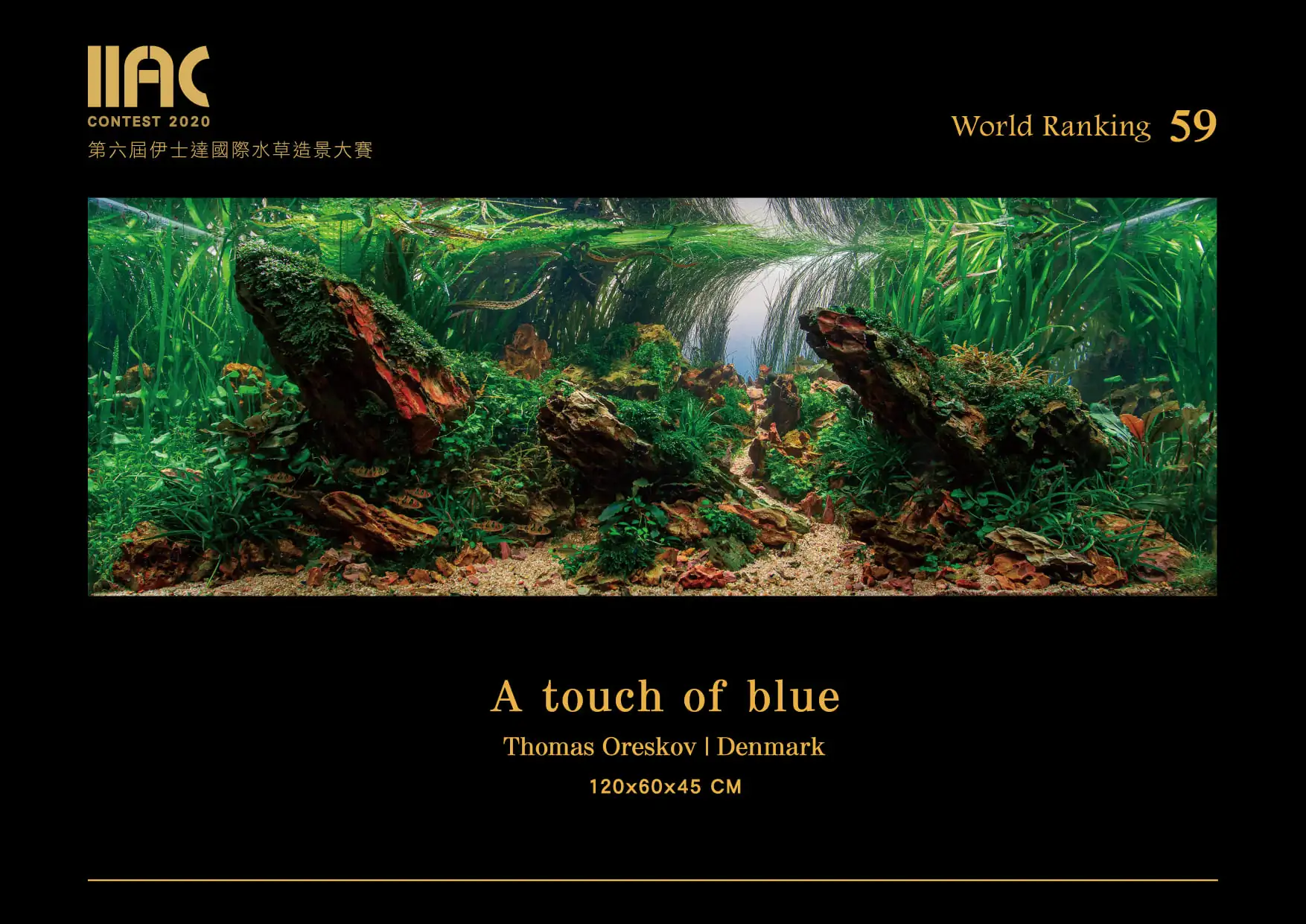 A touch of blue - IIAC 2020 #59 - Thomas Oreskov / Denmark