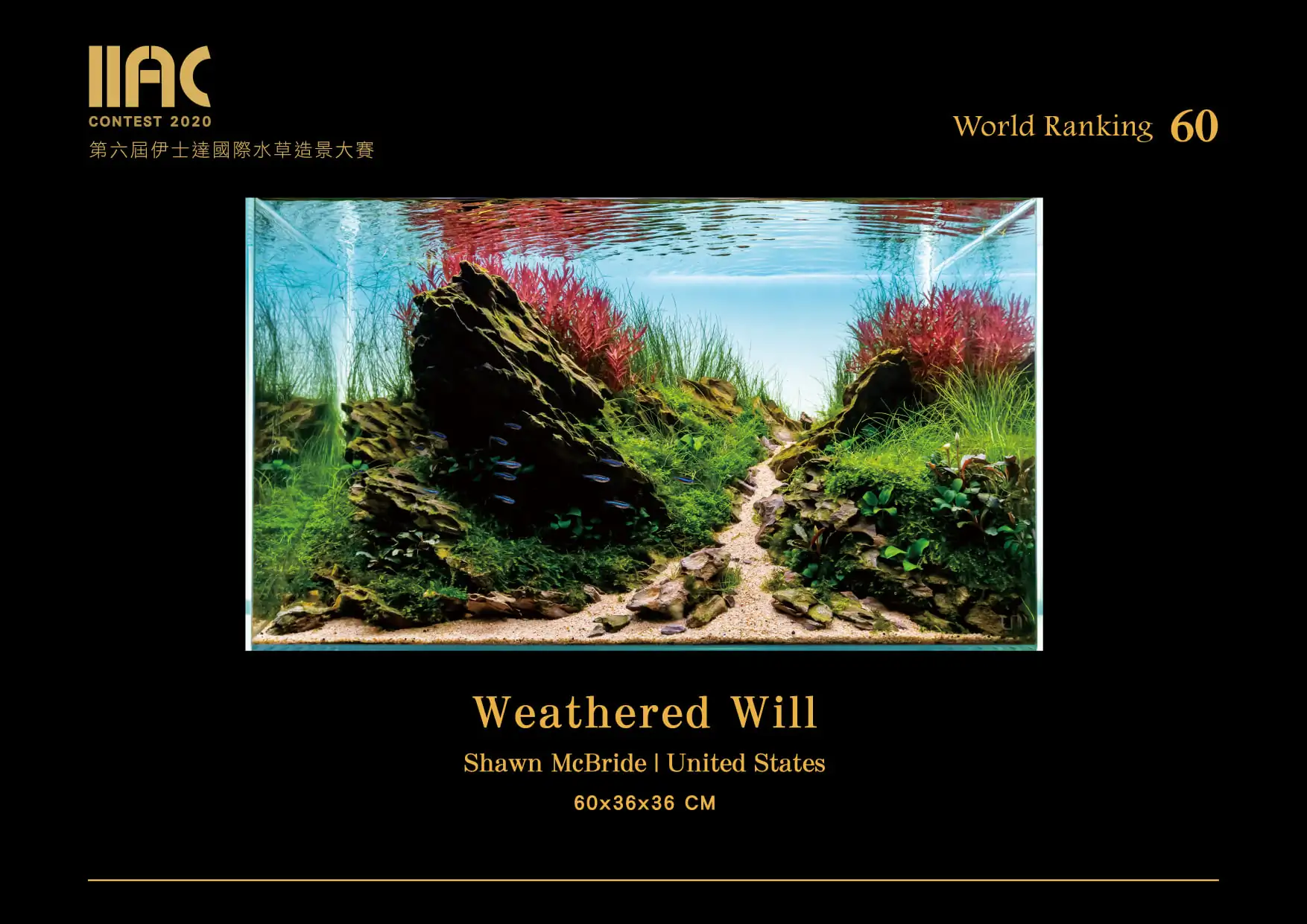 Weathered Will - IIAC 2020 #60 - Shawn McBride / United States