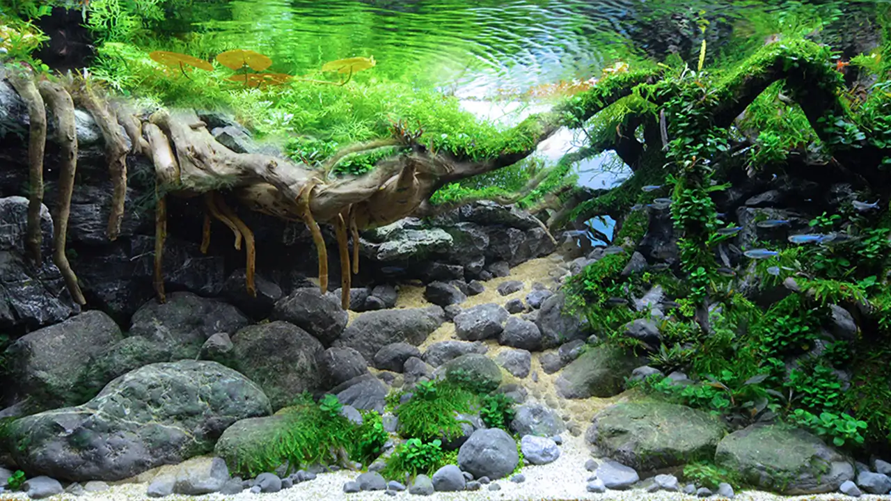 Aquascaping steps KIAC RANK 28 Torrent - Antonio Nikolic / Croatia