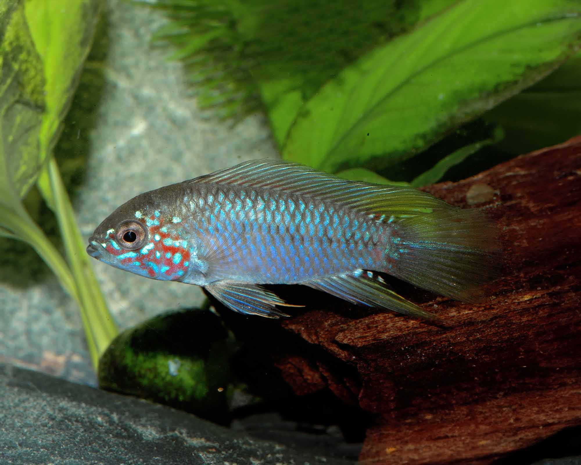 Distribution and Habitat