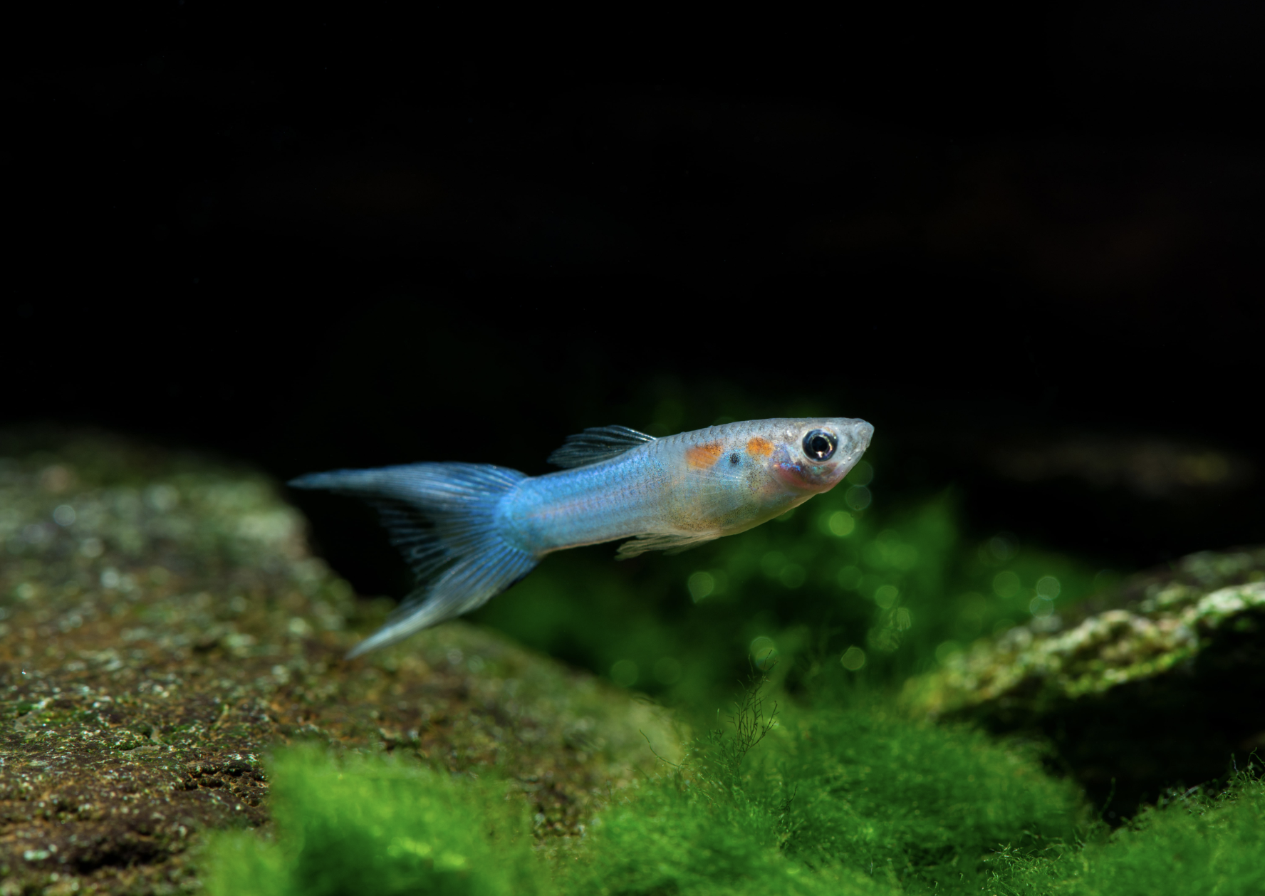 Livebearers can outgrow your original stocking plan