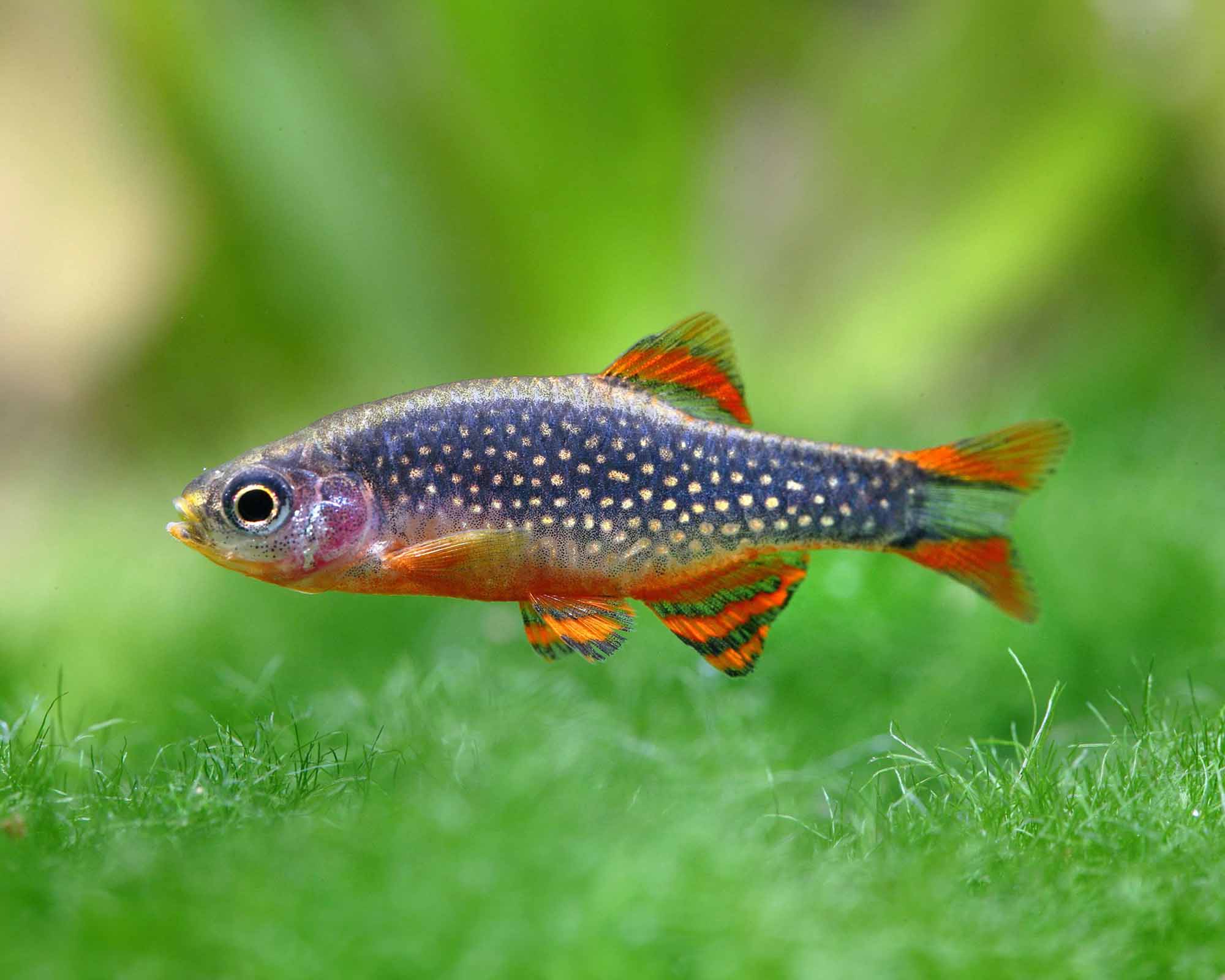 Celestial pearl danios reward structure, not crowding
