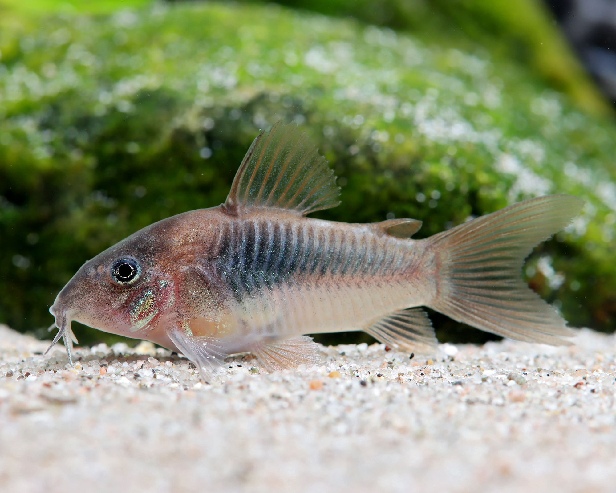 Schooling bottom fish need floor space and group numbers