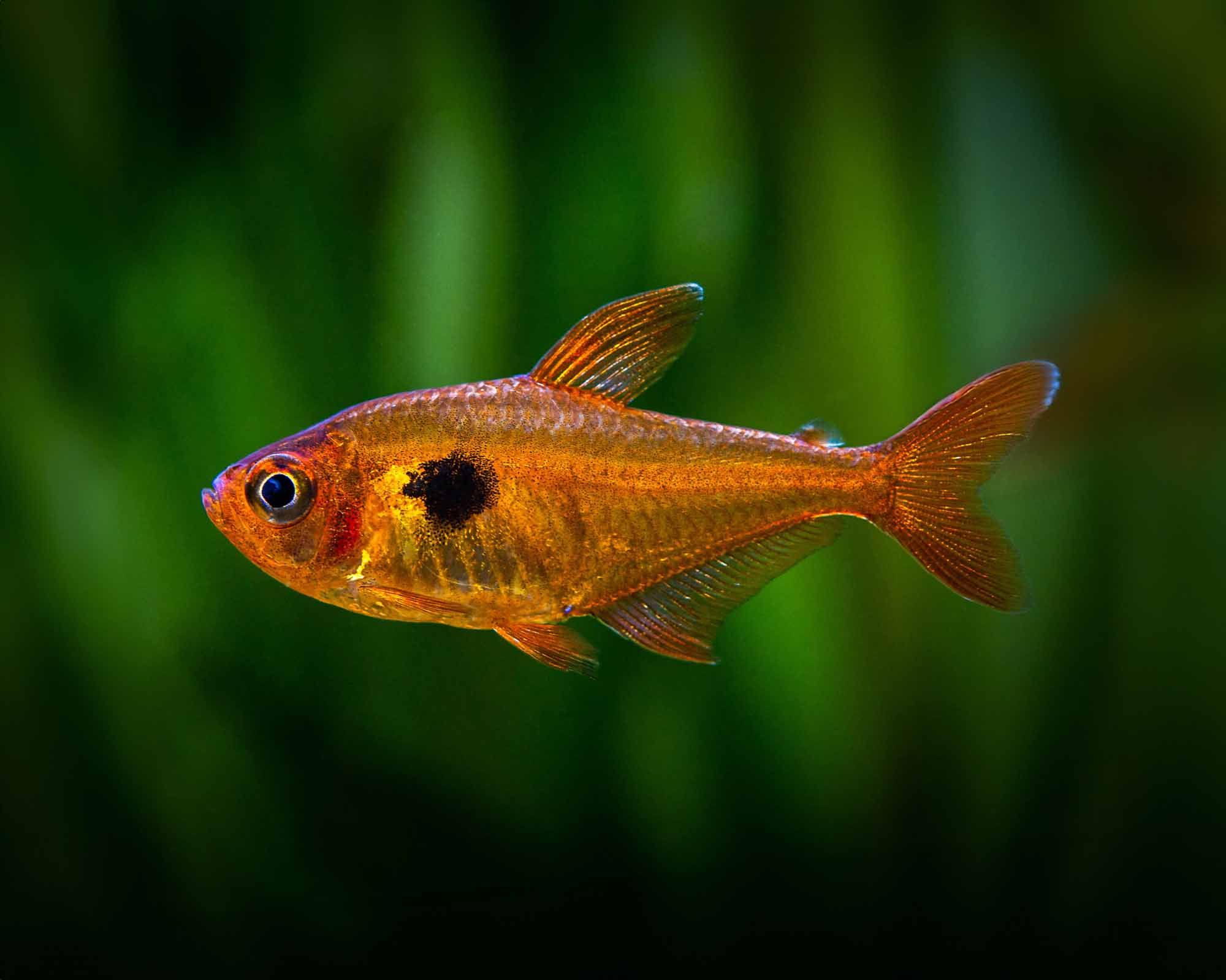 Image of Serpae tetra   Hyphessobrycon serpae