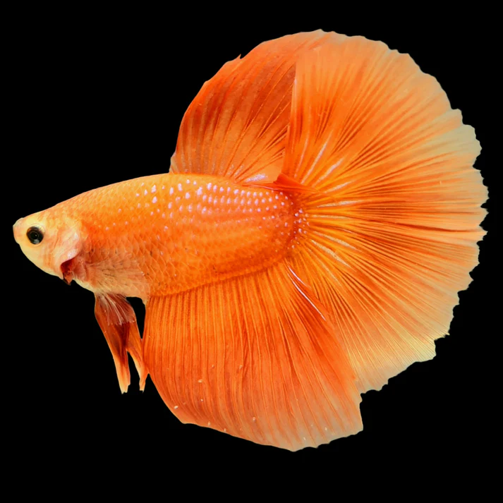 Image of Orange Betta Male