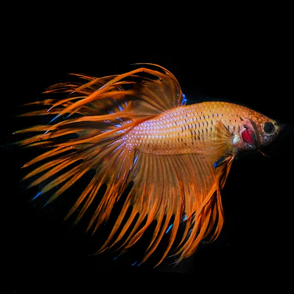 Image of Orange Crowntail Betta Male