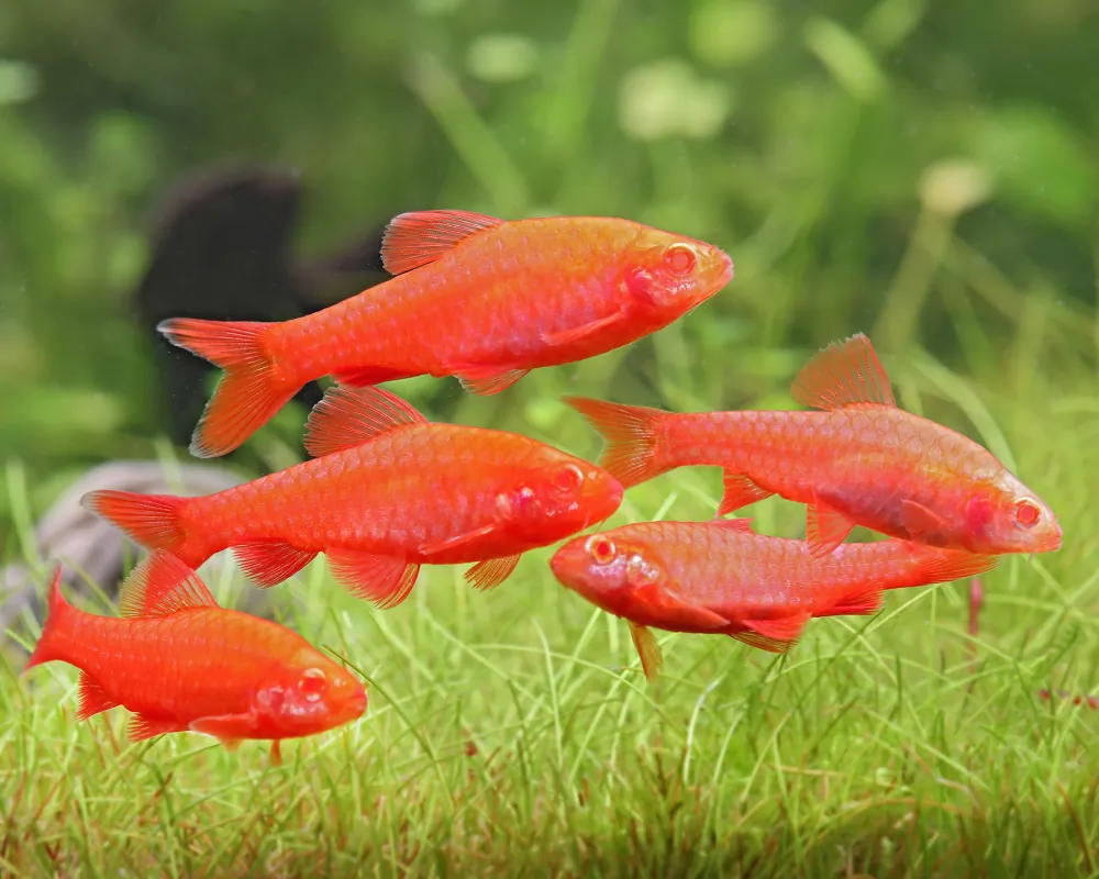 Puntius titteya (Albino Fire Red Cherry Barb)