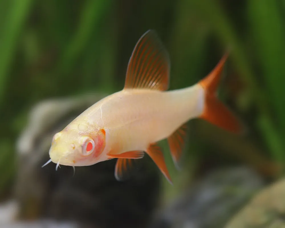 Epalzeorhynchos frenatum (Albino Rainbow Shark)