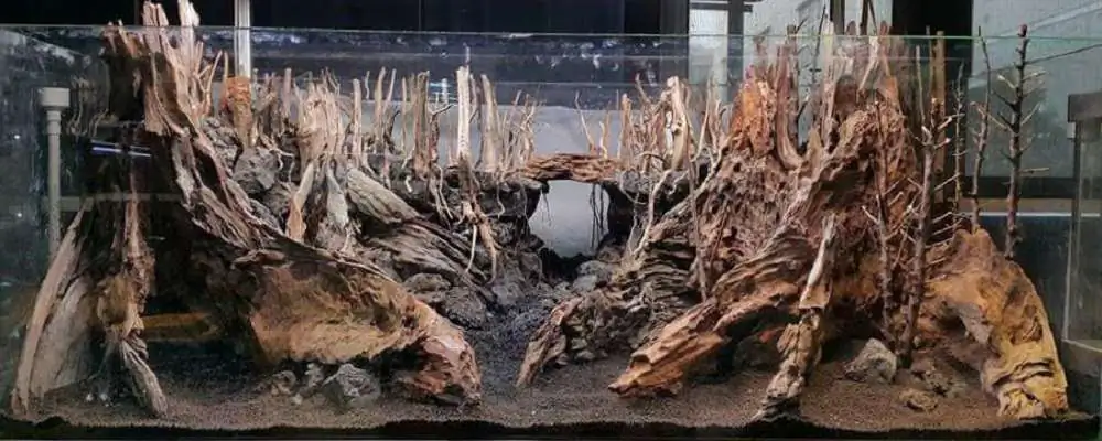 Step by step progression forest aquarium - Hai Xue / Taiwan