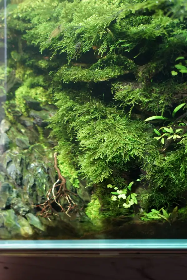 How to make a nature aquarium ranked 8th in the world - IAPLC 2015 - Trace the Headwaters