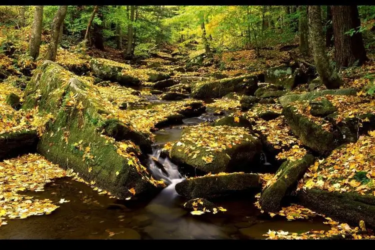 How to make an aquatic plant aquarium ranked 111th in the world - IAPLC 2017 - How to make an aquatic plant aquarium ranked 27th in the world - IAPLC 2018 - Montseny