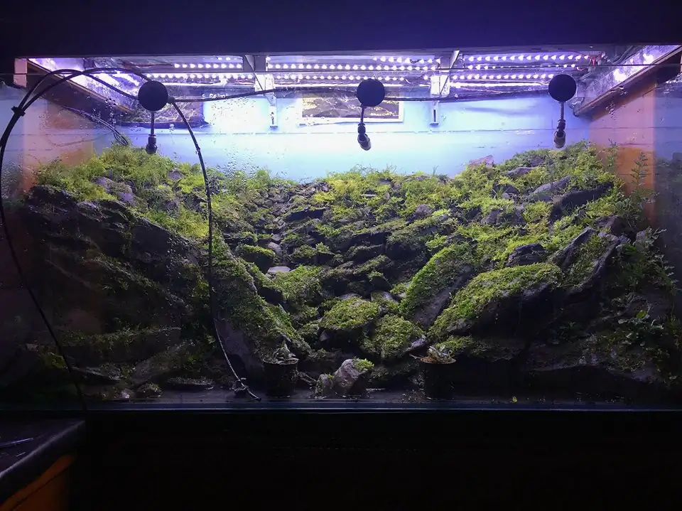 How to make an aquatic plant aquarium ranked 111th in the world - IAPLC 2017 - How to make an aquatic plant aquarium ranked 27th in the world - IAPLC 2018 - Montseny