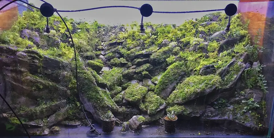 How to make an aquatic plant aquarium ranked 111th in the world - IAPLC 2017 - How to make an aquatic plant aquarium ranked 27th in the world - IAPLC 2018 - Montseny