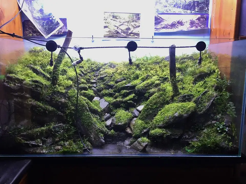 How to make an aquatic plant aquarium ranked 111th in the world - IAPLC 2017 - How to make an aquatic plant aquarium ranked 27th in the world - IAPLC 2018 - Montseny