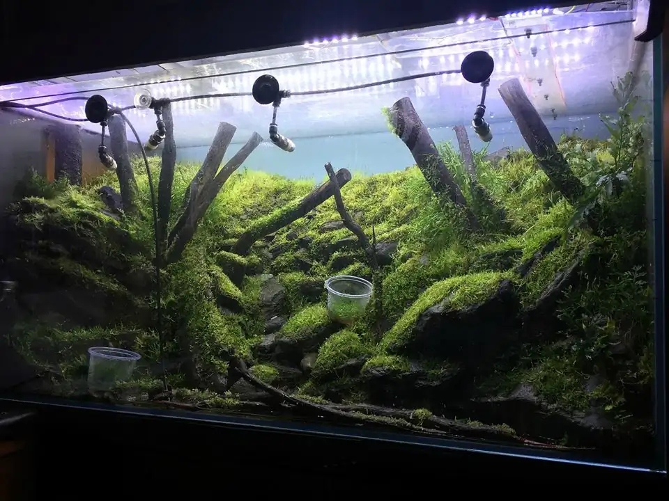 How to make an aquatic plant aquarium ranked 111th in the world - IAPLC 2017 - How to make an aquatic plant aquarium ranked 27th in the world - IAPLC 2018 - Montseny