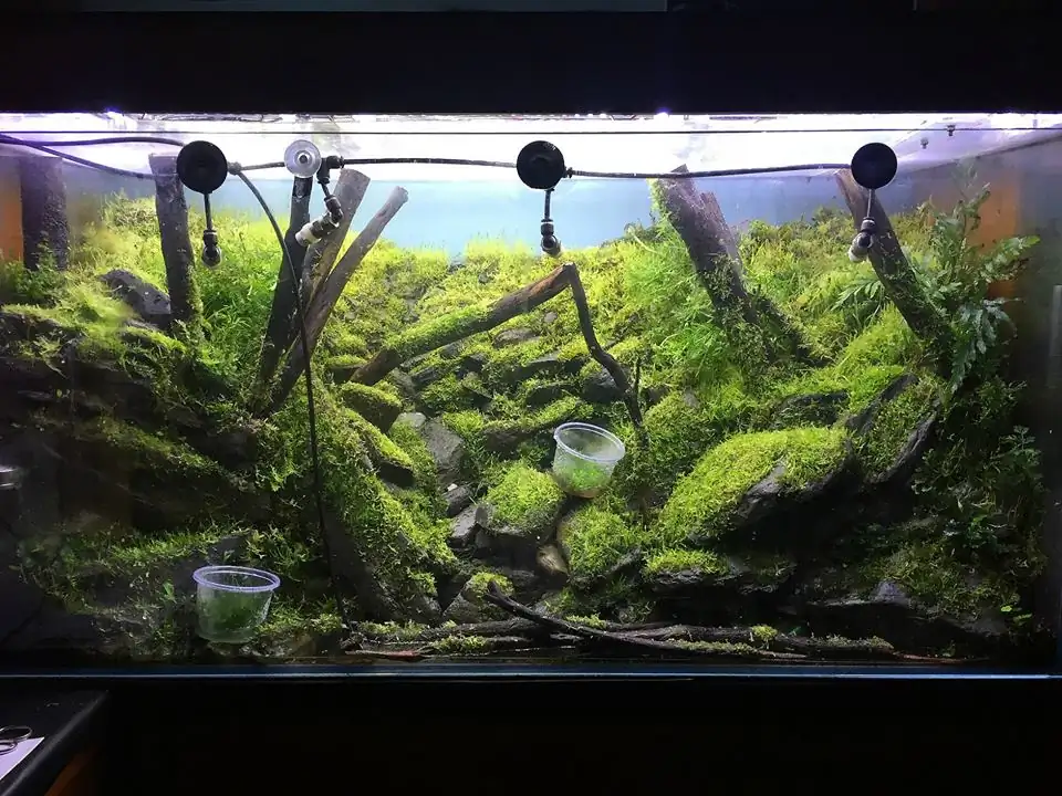 How to make an aquatic plant aquarium ranked 111th in the world - IAPLC 2017 - How to make an aquatic plant aquarium ranked 27th in the world - IAPLC 2018 - Montseny