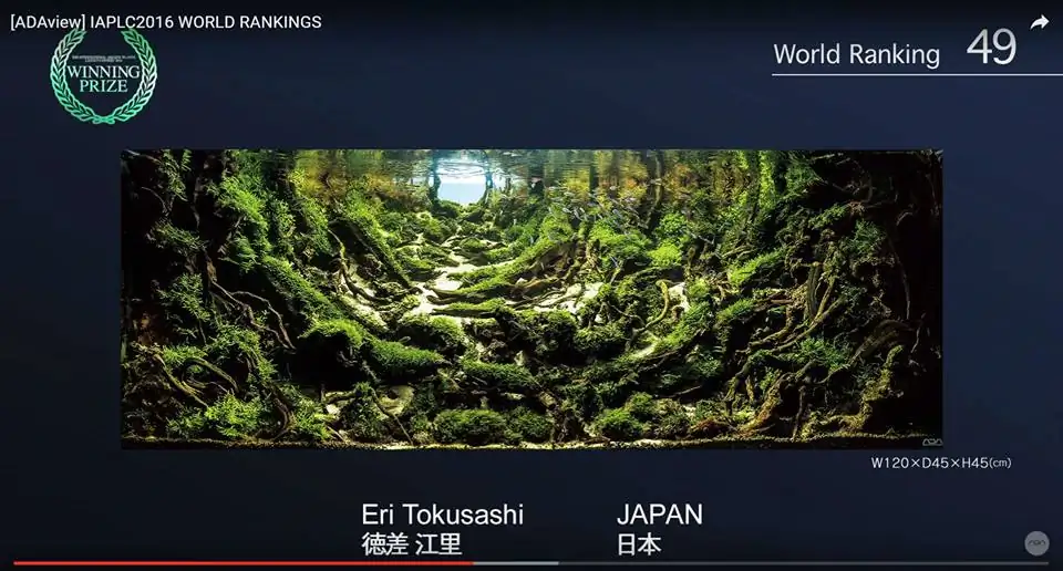 How to make an aquatic plant aquarium ranked 111th in the world - IAPLC 2017 - How to make an aquatic plant aquarium ranked 27th in the world - IAPLC 2018 - Montseny