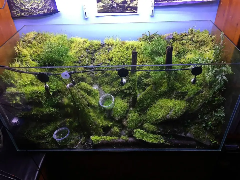 How to make an aquatic plant aquarium ranked 111th in the world - IAPLC 2017 - How to make an aquatic plant aquarium ranked 27th in the world - IAPLC 2018 - Montseny