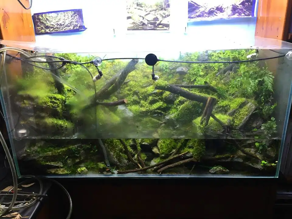 How to make an aquatic plant aquarium ranked 111th in the world - IAPLC 2017 - How to make an aquatic plant aquarium ranked 27th in the world - IAPLC 2018 - Montseny