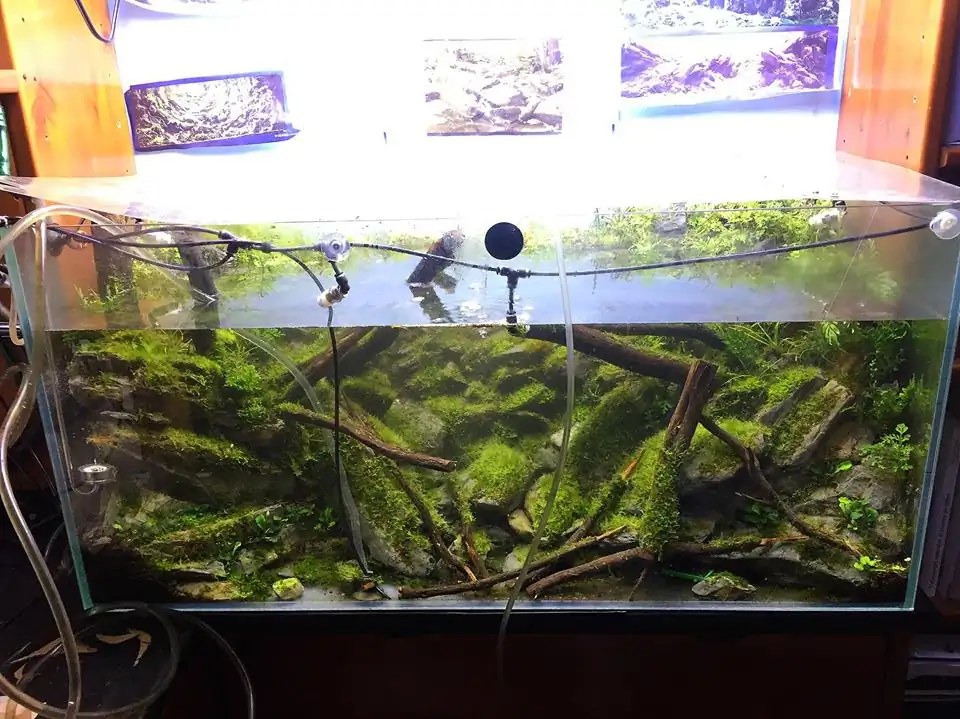 How to make an aquatic plant aquarium ranked 111th in the world - IAPLC 2017 - How to make an aquatic plant aquarium ranked 27th in the world - IAPLC 2018 - Montseny
