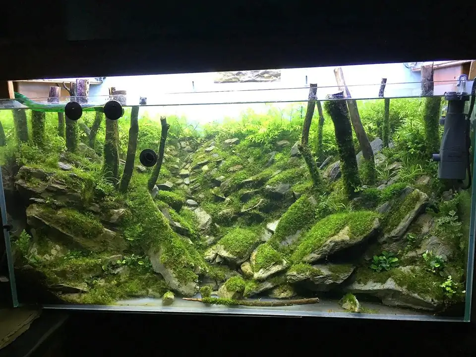 How to make an aquatic plant aquarium ranked 111th in the world - IAPLC 2017 - How to make an aquatic plant aquarium ranked 27th in the world - IAPLC 2018 - Montseny