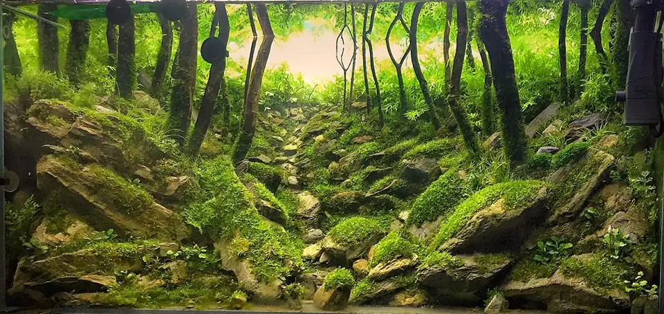 How to make an aquatic plant aquarium ranked 111th in the world - IAPLC 2017 - How to make an aquatic plant aquarium ranked 27th in the world - IAPLC 2018 - Montseny