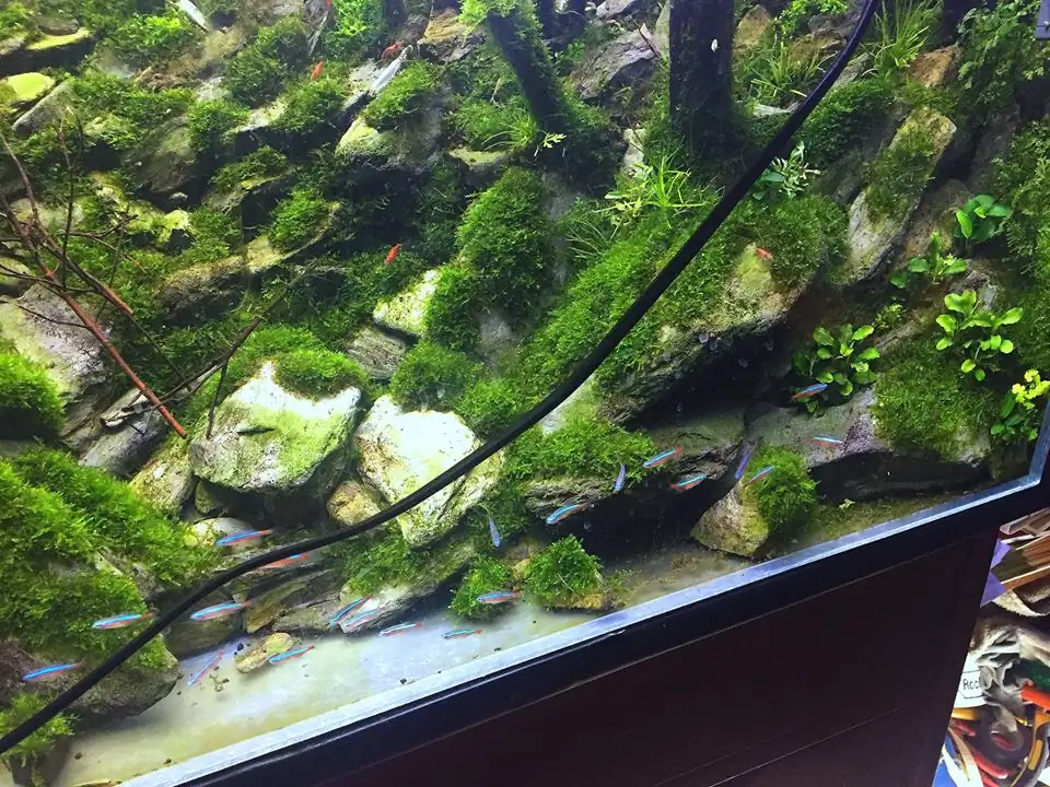 How to make an aquatic plant aquarium ranked 111th in the world - IAPLC 2017 - How to make an aquatic plant aquarium ranked 27th in the world - IAPLC 2018 - Montseny