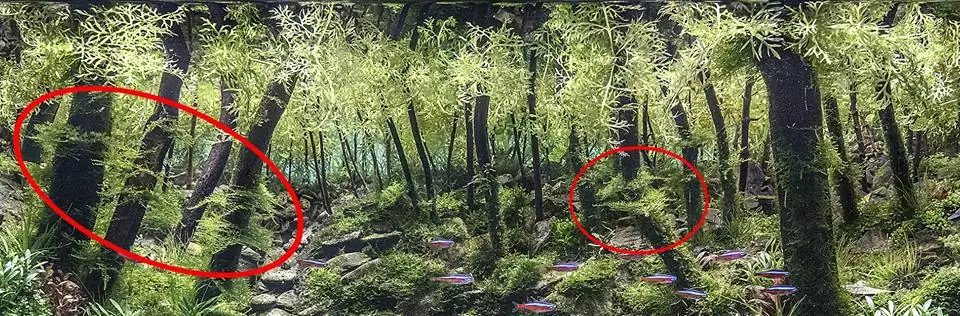 How to make an aquatic plant aquarium ranked 111th in the world - IAPLC 2017 - How to make an aquatic plant aquarium ranked 27th in the world - IAPLC 2018 - Montseny