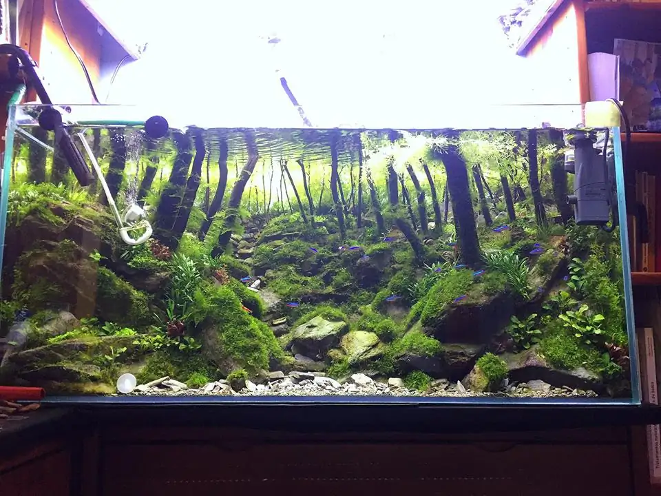 How to make an aquatic plant aquarium ranked 111th in the world - IAPLC 2017 - How to make an aquatic plant aquarium ranked 27th in the world - IAPLC 2018 - Montseny