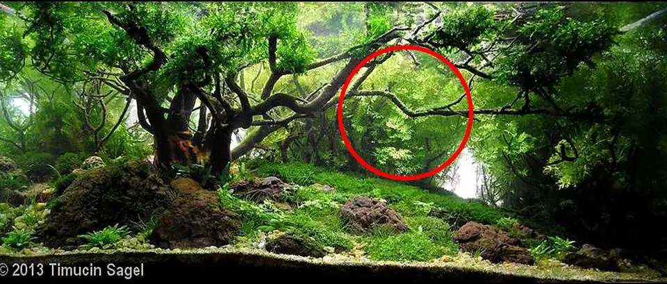 How to make an aquatic plant aquarium ranked 111th in the world - IAPLC 2017 - How to make an aquatic plant aquarium ranked 27th in the world - IAPLC 2018 - Montseny