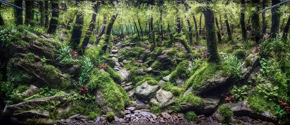 How to make an aquatic plant aquarium ranked 111th in the world - IAPLC 2017 - How to make an aquatic plant aquarium ranked 27th in the world - IAPLC 2018 - Montseny