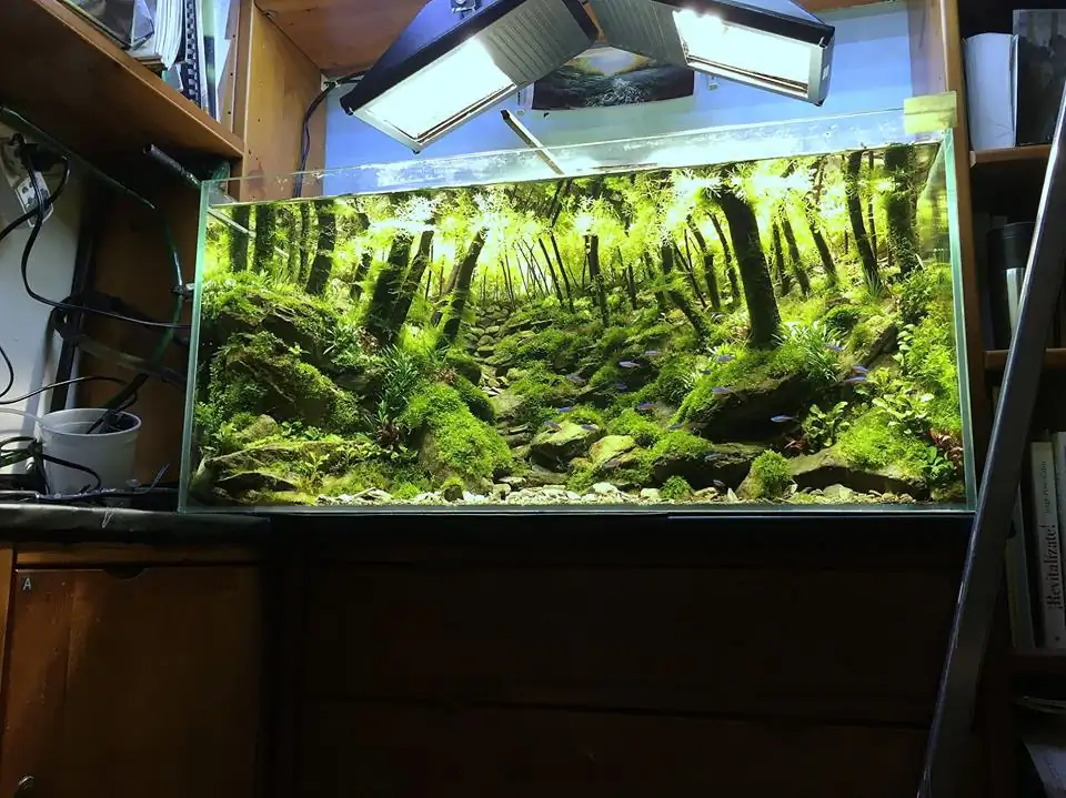 How to make an aquatic plant aquarium ranked 111th in the world - IAPLC 2017 - How to make an aquatic plant aquarium ranked 27th in the world - IAPLC 2018 - Montseny